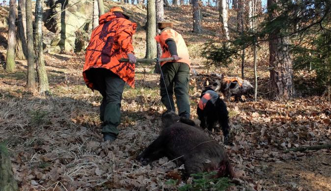 Za zastřeleného divočáka nad 80 kilo dostanou lovci nově odměnu 10 tisíc korun