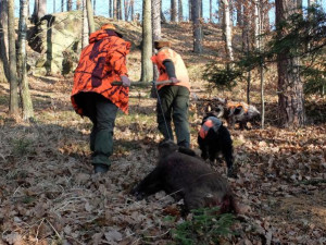 Za zastřeleného divočáka nad 80 kilo dostanou lovci nově odměnu 10 tisíc korun