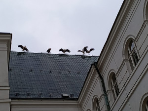 Nad Frýdlantem krouží hejno desítek čápů. Krmí se před cestou do Afriky