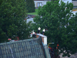 Nad Frýdlantem krouží hejno desítek čápů. Krmí se před cestou do Afriky