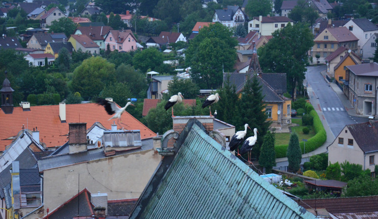 Nad Frýdlantem krouží hejno desítek čápů. Krmí se před cestou do Afriky
