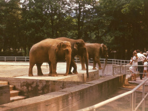 Liberecká zoo slaví 120. narozeniny. Na čtvrtek připravila speciální program a zvýhodněné vstupné