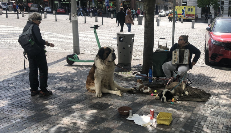 Žebrání se zvířaty Praha zřejmě úplně zakázat nemůže, jedná se o základní lidské právo