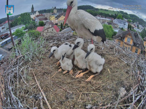Kamera ve frýdlantském čapím hnízdě je vyčištěná, za rok bude se zoomem a zvukem