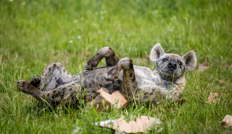 Safari Park ve Dvoře Králové láká na noční prohlídku