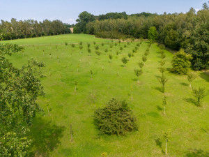 Hrušky nebo švestky hledají lidé v Hrádku v městském ovocném sadu marně. Úrodu spálil na jaře silný mráz