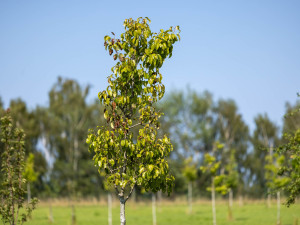 Hrušky nebo švestky hledají lidé v Hrádku v městském ovocném sadu marně. Úrodu spálil na jaře silný mráz