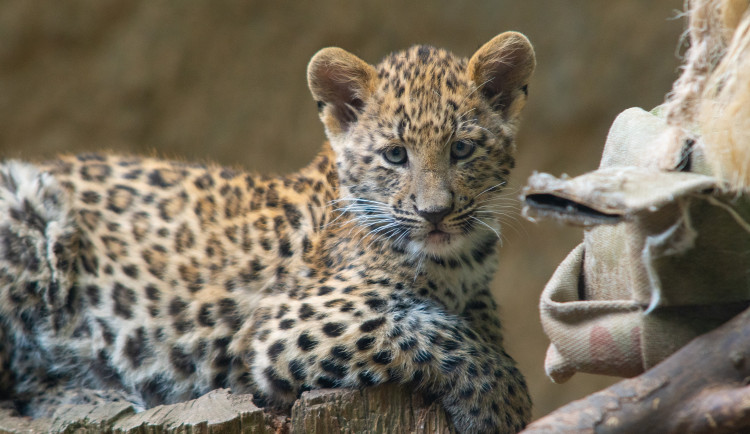 Největší turistická lákadla v kraji? iQPARK s iQLANDIí, liberecká zoo a Dinopark