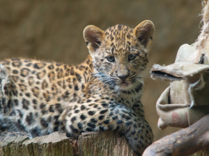 Největší turistická lákadla v kraji? iQPARK s iQLANDIí, liberecká zoo a Dinopark