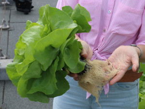 Jak využít střechy hal? Doktorandka liberecké univerzity přišla s hydroponickou farmou