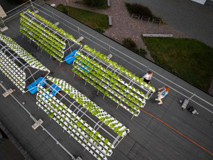 Jak využít střechy hal? Doktorandka liberecké univerzity přišla s hydroponickou farmou