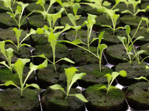 Jak využít střechy hal? Doktorandka liberecké univerzity přišla s hydroponickou farmou