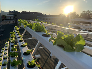 Jak využít střechy hal? Doktorandka liberecké univerzity přišla s hydroponickou farmou