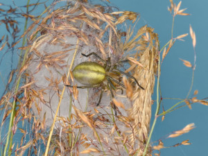 Jedovatá zápřednice expanduje, už ji lze potkat i v Krkonoších