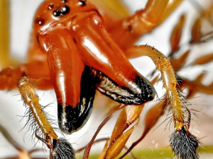 Jedovatá zápřednice expanduje, už ji lze potkat i v Krkonoších