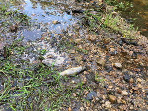 Mrtvé ryby v Harcovském potoce na přehradě. O ekologickou havárii naštěstí nešlo