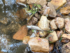 Mrtvé ryby v Harcovském potoce na přehradě. O ekologickou havárii naštěstí nešlo