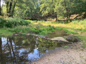 Mrtvé ryby v Harcovském potoce na přehradě. O ekologickou havárii naštěstí nešlo