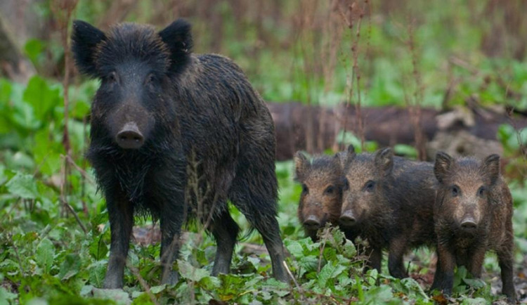 Jablonec znovu zprovoznil odchytovou klec