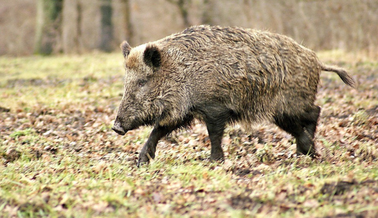 U Jablonného vzniknou pachové ohradníky. Mají zabránit divočákům v migraci na nová teritoria