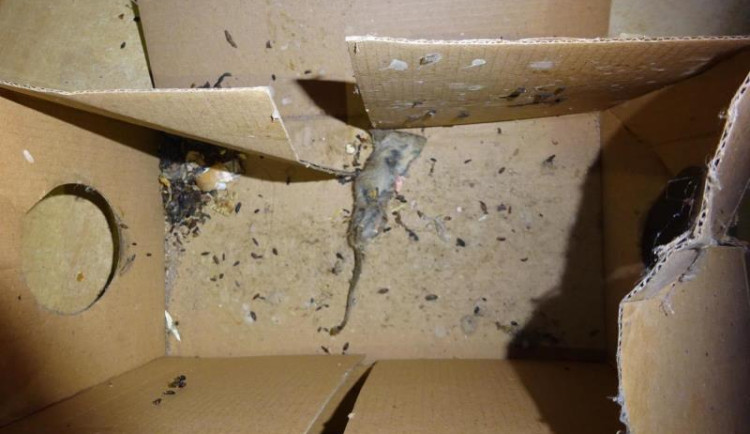 V prodejně potravin v Osečné našli hygienici mrtvou myš a všudypřítomnou špínu. S okamžitou platností ji zavřeli