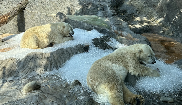 Pražská zoo nabízí dětem vstup za korunu, láká na led i na speciální víkendový program