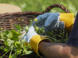 Ve Frýdlantu se česal chmel. Uvaří z něj dvanáctku Hospodáře