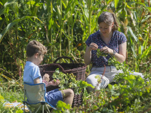 Ve Frýdlantu se česal chmel. Uvaří z něj dvanáctku Hospodáře