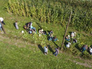 Ve Frýdlantu se česal chmel. Uvaří z něj dvanáctku Hospodáře