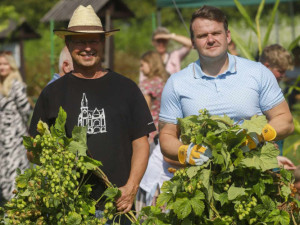 Ve Frýdlantu se česal chmel. Uvaří z něj dvanáctku Hospodáře