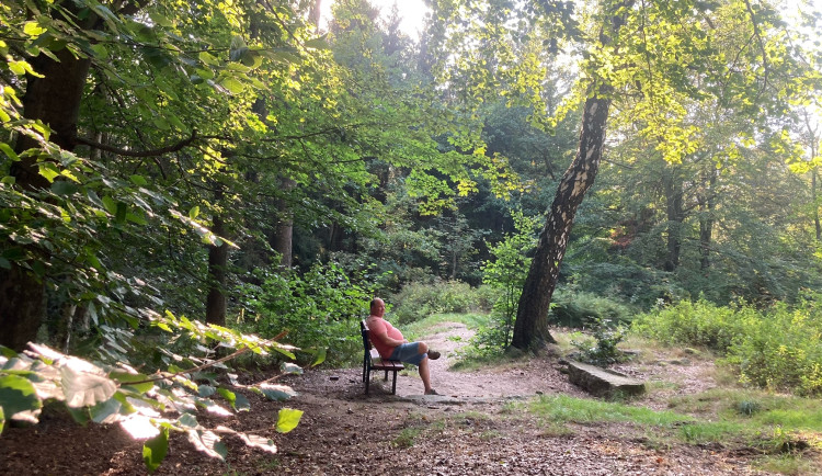 V kokonínském lesoparku se bude kácet. Jablonec žádá veřejnost, aby do něj do konce října nevstupovala