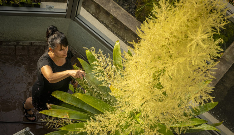 V botanické zahradě v Liberci vykvetla třímetrová brocchinia tatei, pak odumře