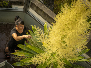 V botanické zahradě v Liberci vykvetla třímetrová brocchinia tatei, pak odumře