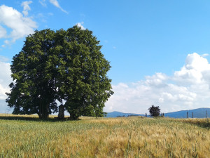 Wohlmannovy lípy ve Václavicích bojují v anketě Strom roku 2024, podpořit je lze do 30. září