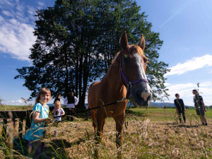 Wohlmannovy lípy ve Václavicích bojují v anketě Strom roku 2024, podpořit je lze do 30. září