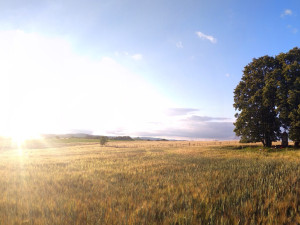 Wohlmannovy lípy ve Václavicích bojují v anketě Strom roku 2024, podpořit je lze do 30. září