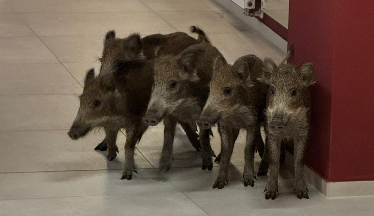 Divoká prasata běhala po České Lípě, pět selat navštívilo i divadelní premiéru