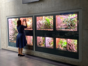 Liberecká zoo otevřela novou expozici tropických ještěrů, většinou jde o ohrožené druhy