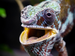 Liberecká zoo otevřela novou expozici tropických ještěrů, většinou jde o ohrožené druhy