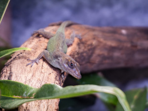 Liberecká zoo otevřela novou expozici tropických ještěrů, většinou jde o ohrožené druhy