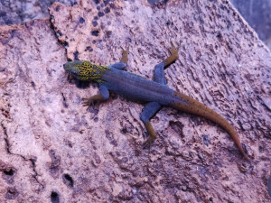 Liberecká zoo otevřela novou expozici tropických ještěrů, většinou jde o ohrožené druhy