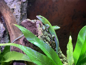 Liberecká zoo otevřela novou expozici tropických ještěrů, většinou jde o ohrožené druhy