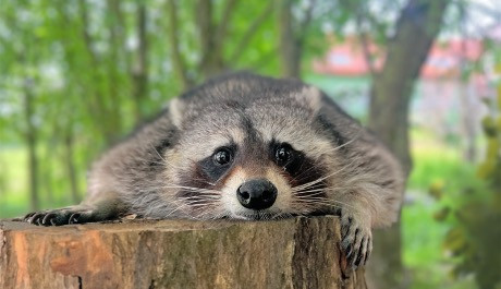 Táborská zoo získala mývala, na jehož chov má jako jediná v ČR výjimku