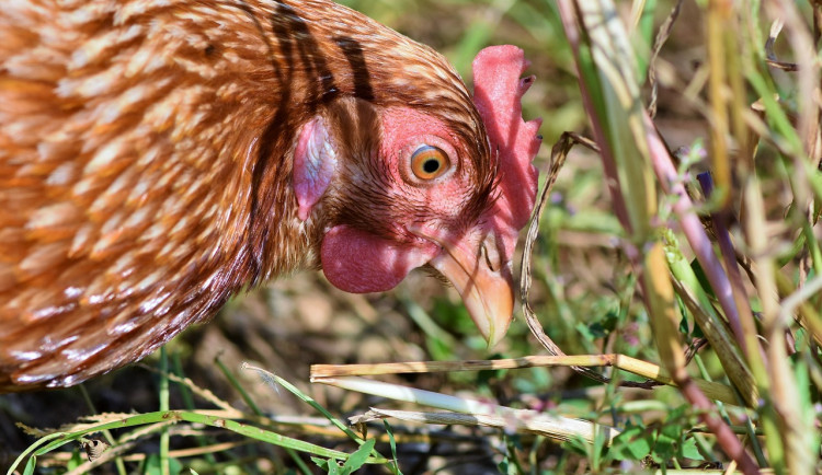 V malochovu drůbeže na Strakonicku se prokázala ptačí chřipka