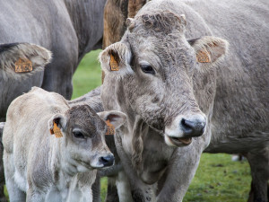 Veganští aktivisté zveřejnili drastické záběry z kravínů. Zaměstnanci na videu zvířata týrají