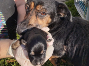 Březí fenku ve zbídačeném stavu pár hodin před porodem někdo opustil. I se štěňaty se jí ujal útulek Azyl Pes na Frýdlantsku