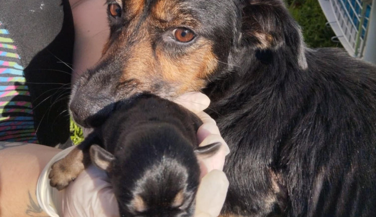 Březí fenku ve zbídačeném stavu pár hodin před porodem někdo opustil. I se štěňaty se jí ujal útulek Azyl Pes na Frýdlantsku