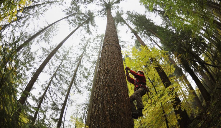 Arboristé po 10 letech přeměřili nejvyšší strom ČR. Roste na Jablonecku, vyrostl o 2,67 m na 66,72 m