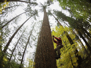 Arboristé po 10 letech přeměřili nejvyšší strom ČR. Roste na Jablonecku, vyrostl o 2,67 m na 66,72 m