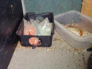 V prodejně potravin v Chrastavě našli hygienici mrtvé hlodavce a špínu. S okamžitou platností obchod zavřeli